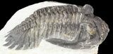 Bargain, Hollardops Trilobite - Foum Zguid, Morocco #55988-2